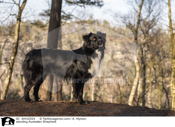 stehender Australian Shepherd / standing Australian Shepherd / AH-02524