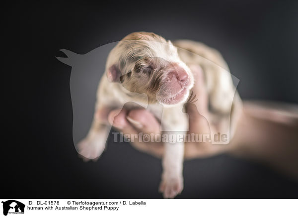human with Australian Shepherd Puppy / DL-01578