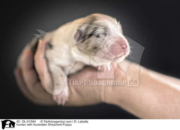 Mensch mit Australian Shepherd Welpe / human with Australian Shepherd Puppy / DL-01584