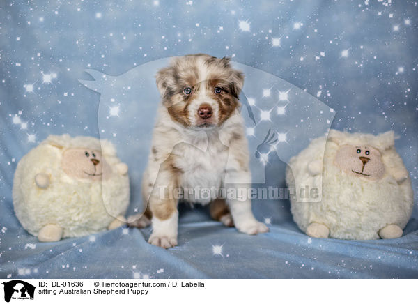 sitzender Australian Shepherd Welpe / sitting Australian Shepherd Puppy / DL-01636