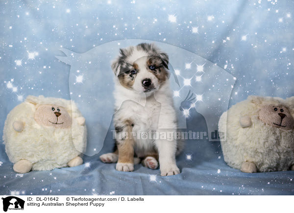 sitzender Australian Shepherd Welpe / sitting Australian Shepherd Puppy / DL-01642