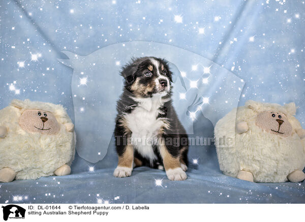 sitzender Australian Shepherd Welpe / sitting Australian Shepherd Puppy / DL-01644