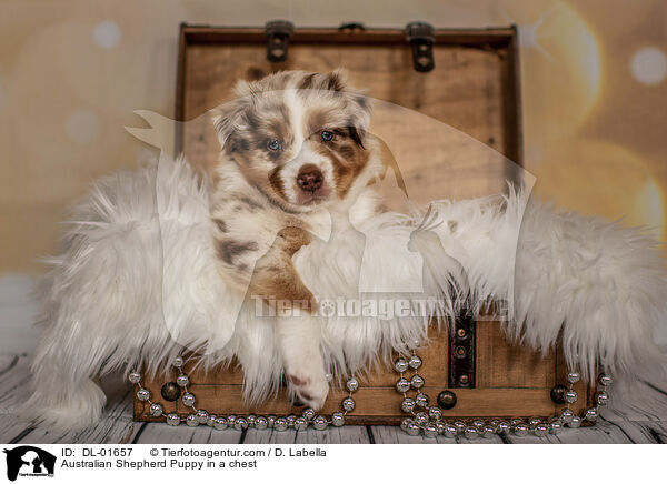 Australian Shepherd Welpe in einer Truhe / Australian Shepherd Puppy in a chest / DL-01657
