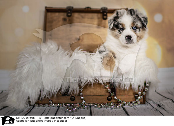 Australian Shepherd Welpe in einer Truhe / Australian Shepherd Puppy in a chest / DL-01665