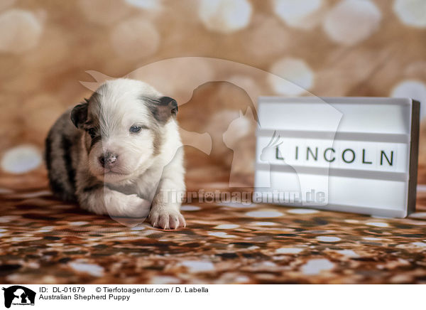 Australian Shepherd Puppy / DL-01679