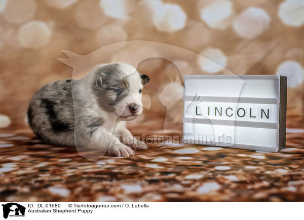 Australian Shepherd Puppy / DL-01680