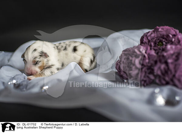 liegender Australian Shepherd Welpe / lying Australian Shepherd Puppy / DL-01702