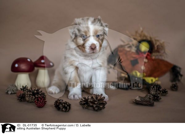 sitzender Australian Shepherd Welpe / sitting Australian Shepherd Puppy / DL-01735