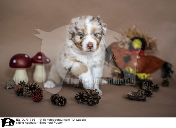 sitzender Australian Shepherd Welpe / sitting Australian Shepherd Puppy / DL-01736