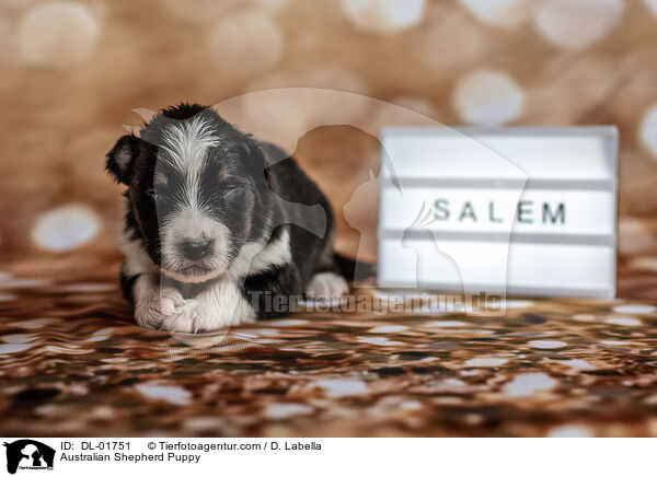 Australian Shepherd Puppy / DL-01751