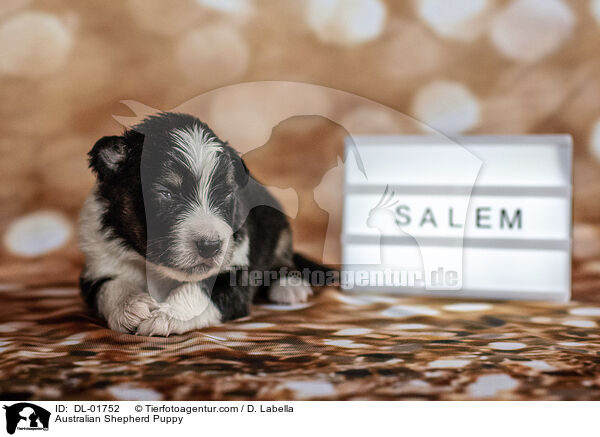 Australian Shepherd Welpe / Australian Shepherd Puppy / DL-01752