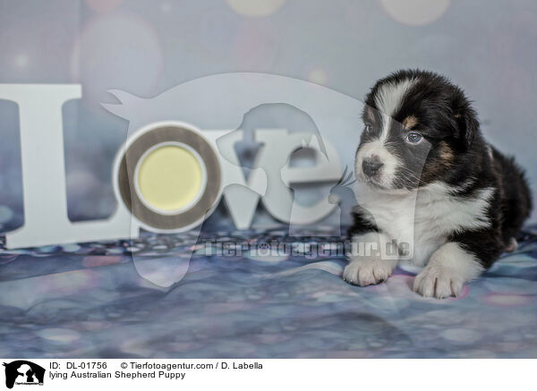 liegender Australian Shepherd Welpe / lying Australian Shepherd Puppy / DL-01756