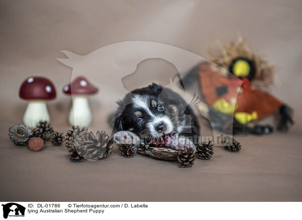 liegender Australian Shepherd Welpe / lying Australian Shepherd Puppy / DL-01786