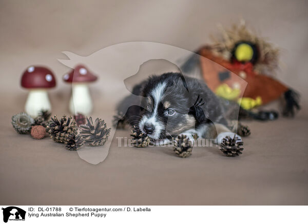 liegender Australian Shepherd Welpe / lying Australian Shepherd Puppy / DL-01788