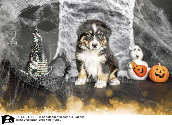 sitzender Australian Shepherd Welpe / sitting Australian Shepherd Puppy / DL-01793