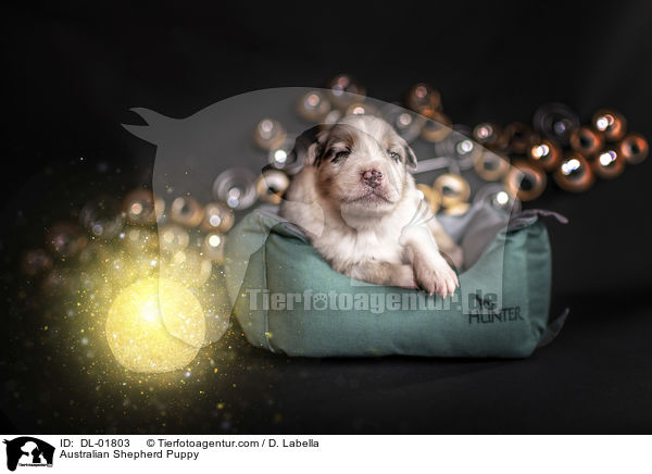 Australian Shepherd Welpe / Australian Shepherd Puppy / DL-01803