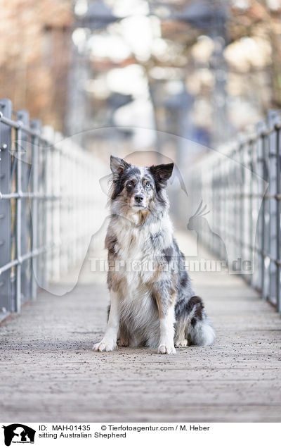 sitzender Australian Shepherd / sitting Australian Shepherd / MAH-01435