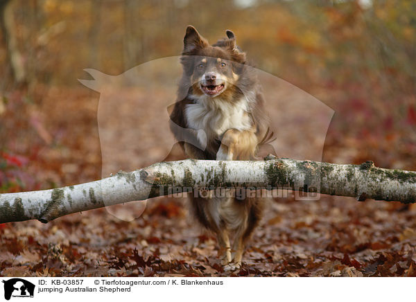 springender Australian Shepherd / jumping Australian Shepherd / KB-03857