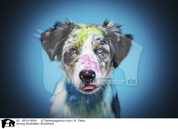 young Australian Shepherd / KFI-01649