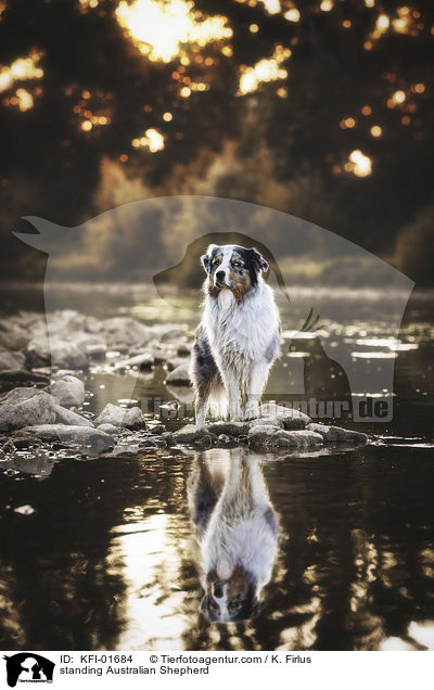 stehender Australian Shepherd / standing Australian Shepherd / KFI-01684