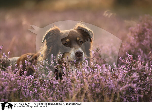 Australian Shepherd Portrait / Australian Shepherd portrait / KB-04271