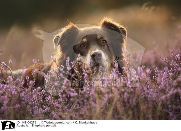 Australian Shepherd Portrait / Australian Shepherd portrait / KB-04272