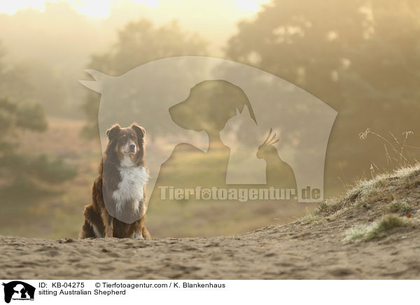sitzender Australian Shepherd / sitting Australian Shepherd / KB-04275