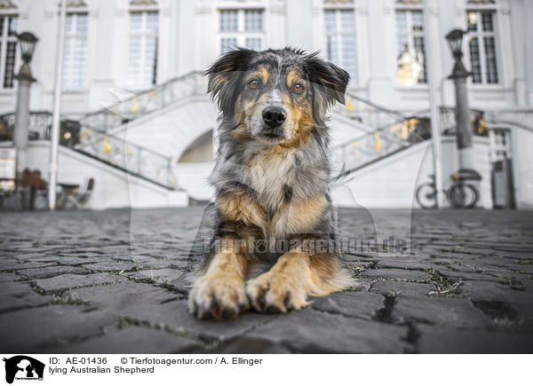 liegender Australian Shepherd / lying Australian Shepherd / AE-01436