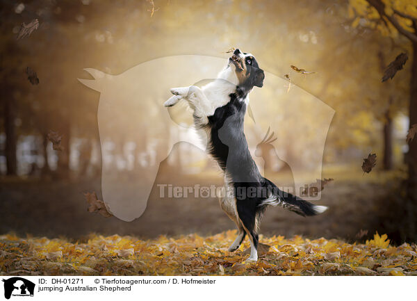 springender Australian Shepherd / jumping Australian Shepherd / DH-01271