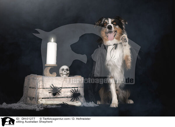 sitting Australian Shepherd / DH-01277