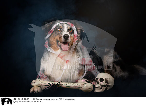 lying Australian Shepherd / DH-01281