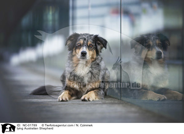 liegender Australian Shepherd / lying Australian Shepherd / NC-01789