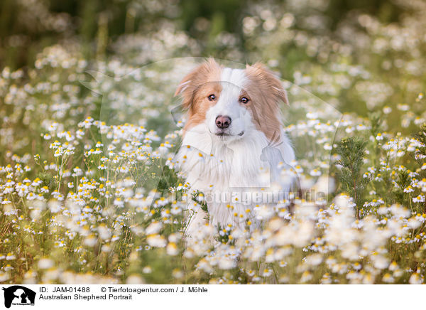 Australian Shepherd Portrait / Australian Shepherd Portrait / JAM-01488