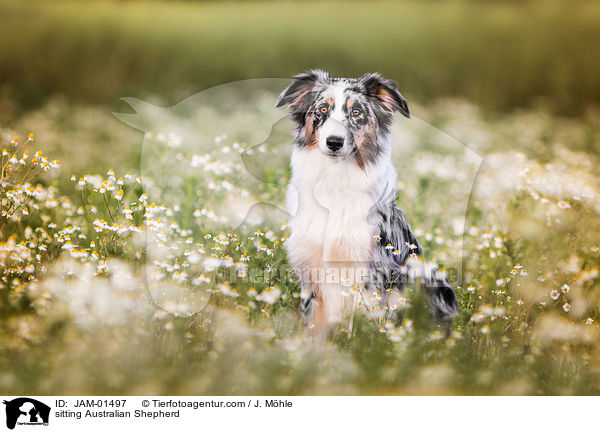 sitzender Australian Shepherd / sitting Australian Shepherd / JAM-01497
