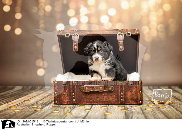 Australian Shepherd Welpe / Australian Shepherd Puppy / JAM-01519