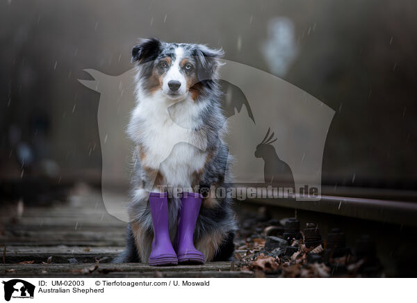 Australian Shepherd / Australian Shepherd / UM-02003