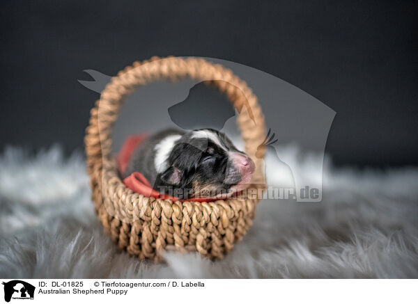 Australian Shepherd Welpe / Australian Shepherd Puppy / DL-01825