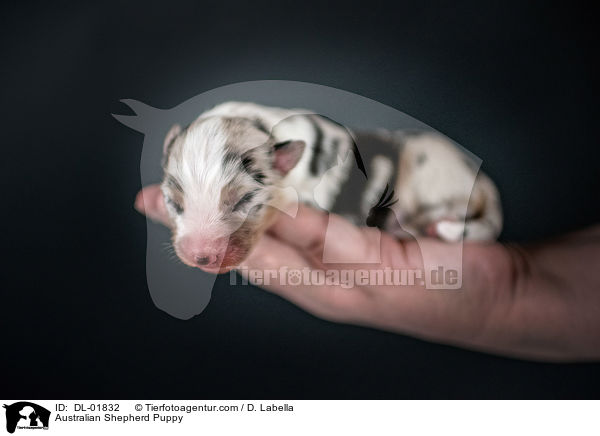 Australian Shepherd Welpe / Australian Shepherd Puppy / DL-01832