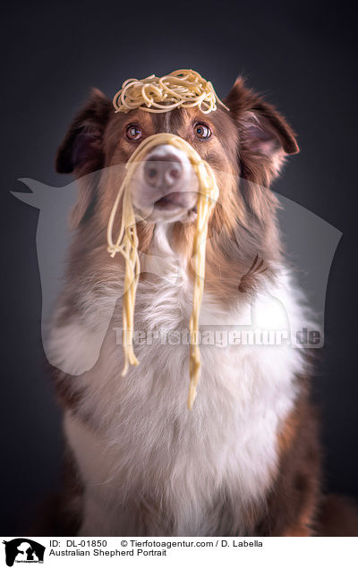 Australian Shepherd Portrait / Australian Shepherd Portrait / DL-01850