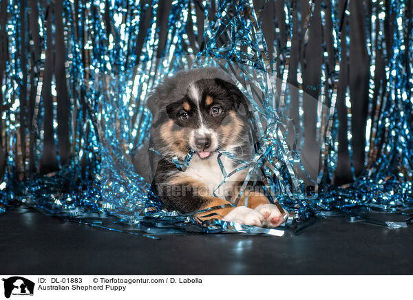 Australian Shepherd Welpe / Australian Shepherd Puppy / DL-01883