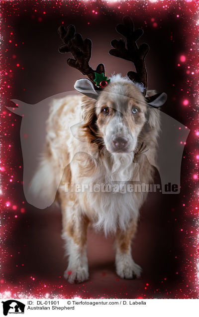 Australian Shepherd / Australian Shepherd / DL-01901