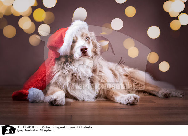 liegender Australian Shepherd / lying Australian Shepherd / DL-01905