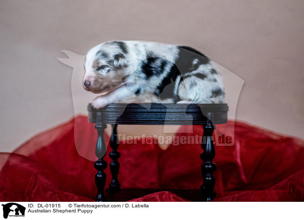 Australian Shepherd Welpe / Australian Shepherd Puppy / DL-01915