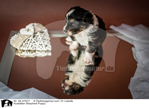 Australian Shepherd Welpe / Australian Shepherd Puppy / DL-01917