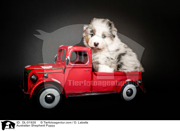 Australian Shepherd Welpe / Australian Shepherd Puppy / DL-01928