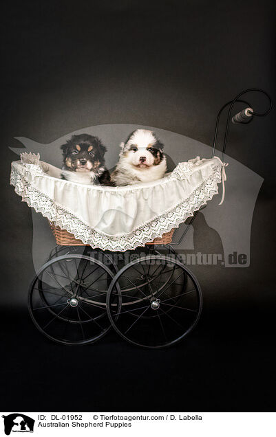 Australian Shepherd Welpen / Australian Shepherd Puppies / DL-01952