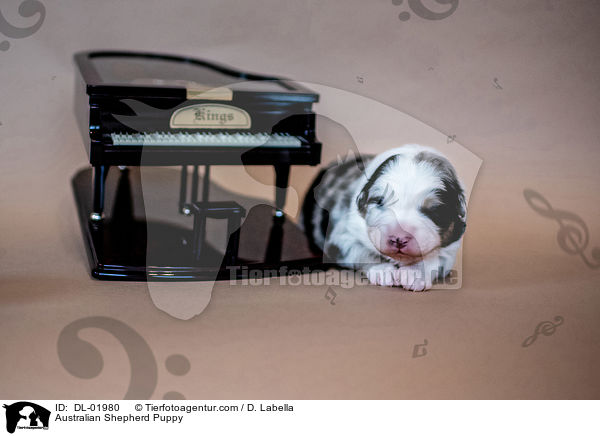 Australian Shepherd Welpe / Australian Shepherd Puppy / DL-01980
