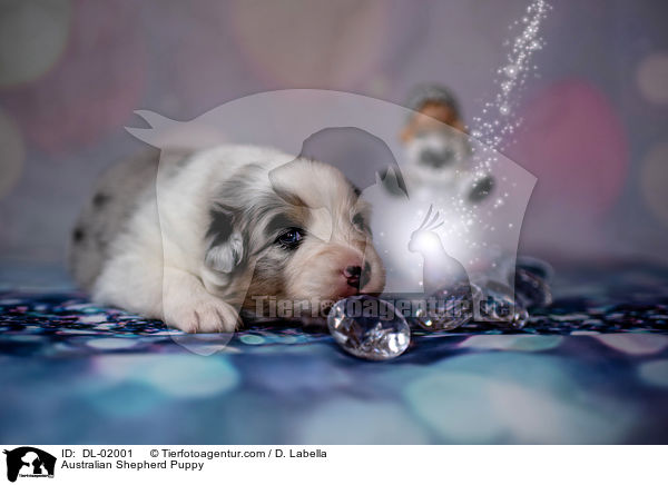 Australian Shepherd Welpe / Australian Shepherd Puppy / DL-02001