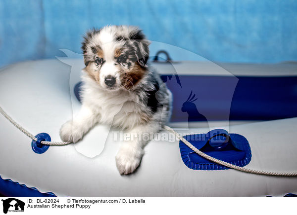 Australian Shepherd Welpe / Australian Shepherd Puppy / DL-02024