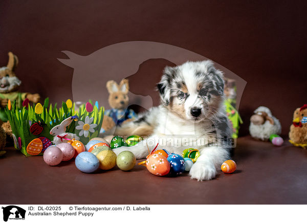 Australian Shepherd Welpe / Australian Shepherd Puppy / DL-02025